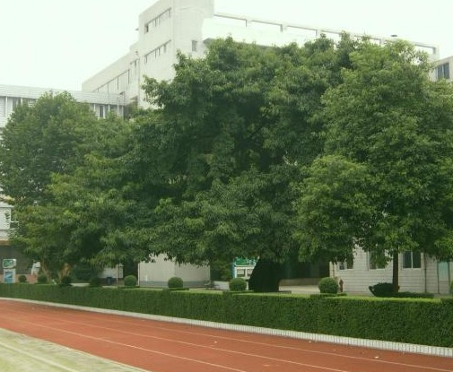 成都石室錦城外國語學校2019年統(tǒng)招計劃