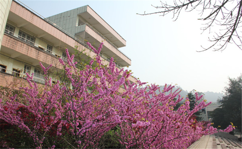 五通橋中學(xué)校園環(huán)境怎么樣？