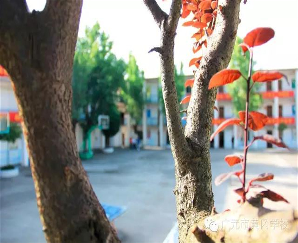 廣元市黃岡學(xué)校詳細(xì)地址在什么地方？