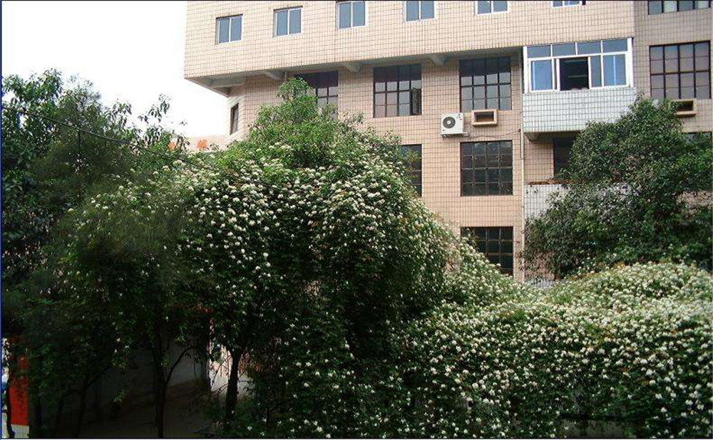 石室聯(lián)合中學(xué)蜀華分校2020年招生計(jì)劃是多少？