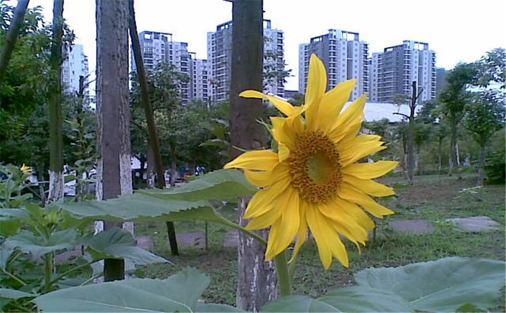 成都市第三十八中學去年的錄取分數(shù)線是多少？