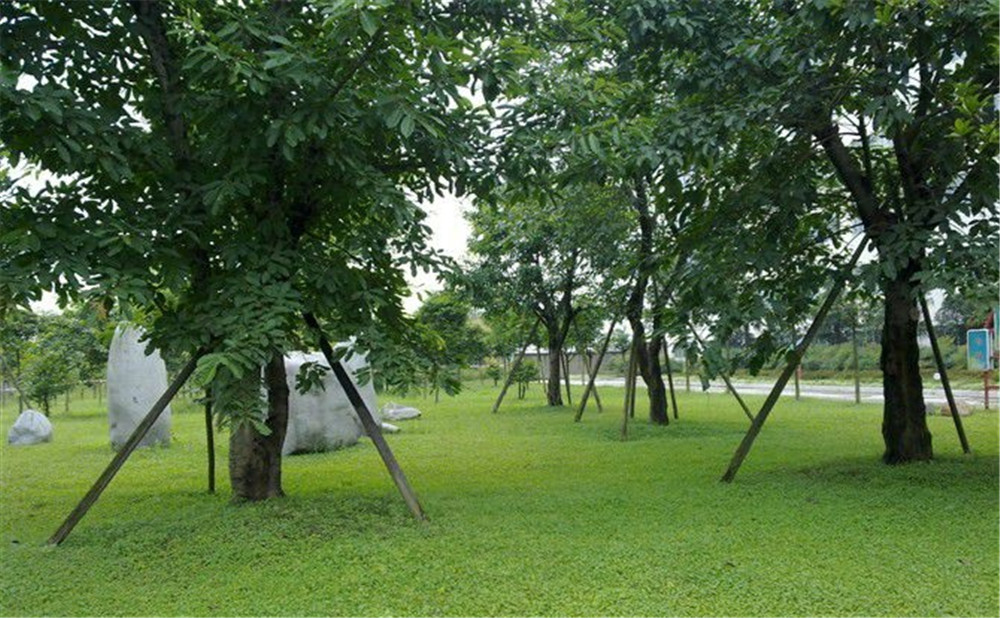 成都市三十八中學(xué)的高考升學(xué)率是多少？