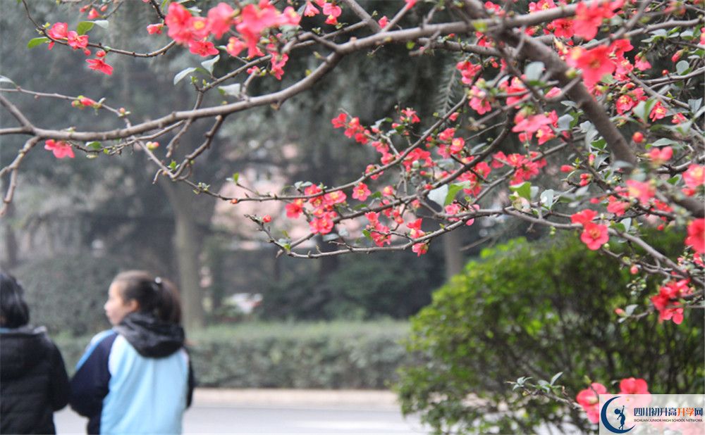 成都36中的地址在哪里？